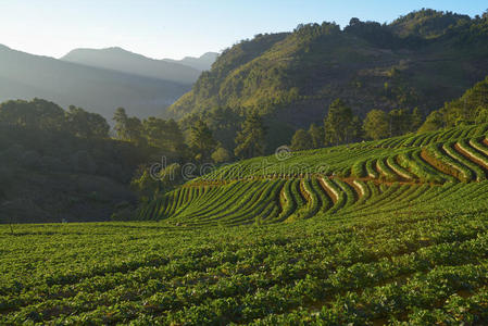 场景 泰国 农田 风景 种植园 小山 乡村 高地 嫩枝 美丽的