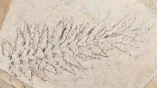 菊粉 时代 自然 黏土 侏罗纪 课程 模仿 动物 历史 矿物