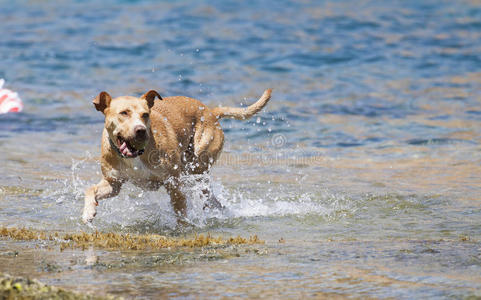 狗在水里玩耍