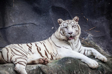 可怕的 野兽 哺乳动物 鼻子 肖像 危险 猛禽 自然 面对