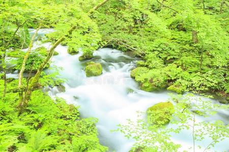 山谷 美丽的 东北 生态学 日本 青森 旅行 日本人 七月