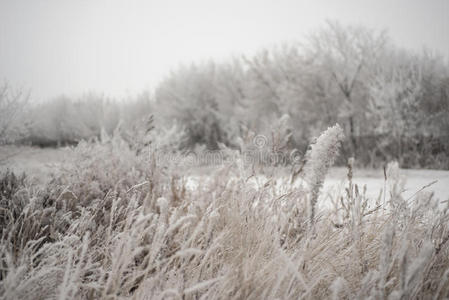 森林 暴风雪 收获 美女 季节 玉米 天空 寒冷的 风景