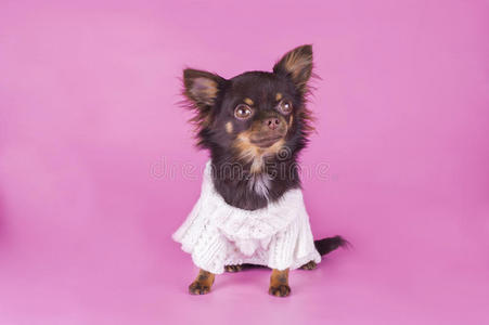 可爱的 折叠 宝贝 宠物 毛衣 适合 服装 连衣裙 粉红色