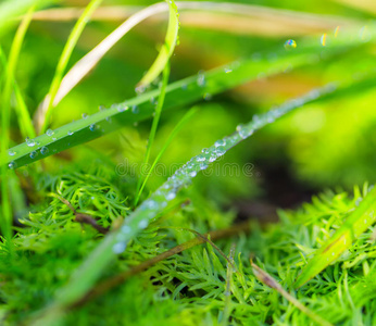 郁郁葱葱 环境 气候 特写镜头 生活 自然 液体 领域 植物区系