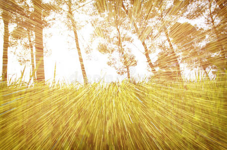 一张抽象的照片，光在树间迸发，波基灯闪闪发光。图像被模糊和过滤。