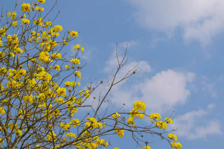 黄花油烟