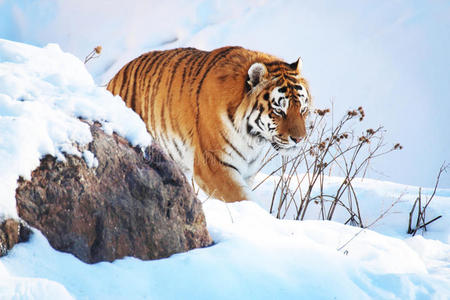 雪虎雪中虎照片