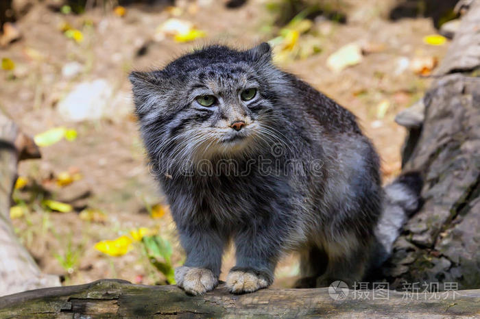 头发 毛皮 眼睛 猫科动物 亚洲 野生动物 咆哮 曼努尔