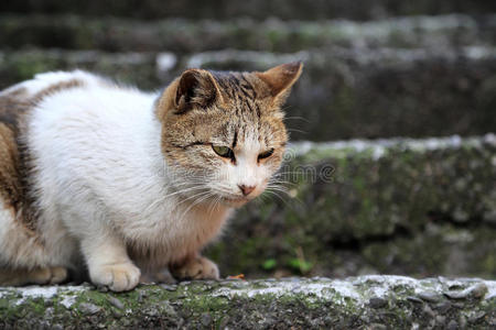 台湾猫鼻头图片