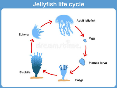 科学和教育用途矢量图水母生命周期的发育阶段水母生命周期的发育阶