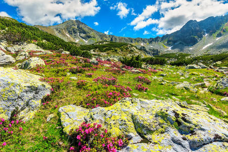 开花 自然 风景 领域 徒步旅行 喀尔巴阡山 全景 高的