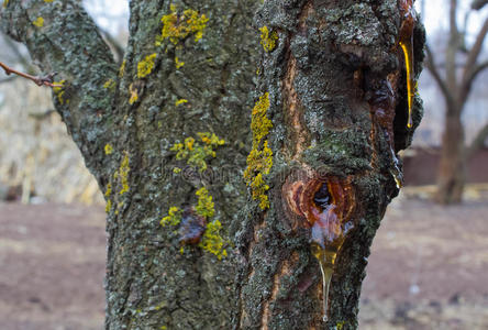 树胶图片