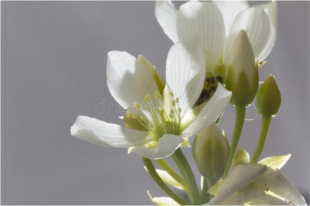 金星捕蝇器植物的花
