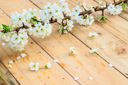 梅子 花的 季节 花瓣 特写镜头 生长 园艺 自然 樱桃