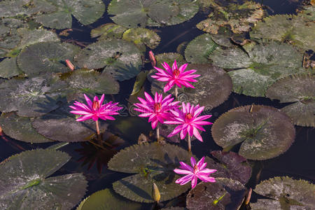 植物 粉红色 植物学 美丽的 开花 小花 百合花 花园 特写镜头