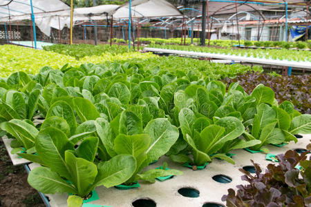 培养 市场 食物 努尔 成长 花园 收获 农业 温室 农田