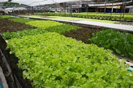 水培 努尔 领域 农场 环境 栽培 市场 农业 软管 生菜