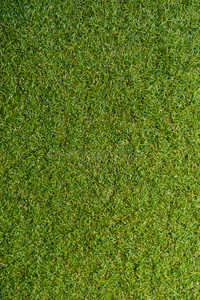 绿色草，空区为文本背景。 自然背景