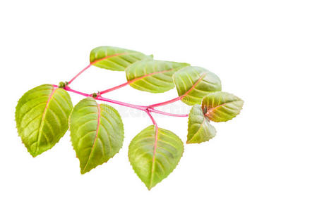 在白色背景c上分离出树苗紫红色的绿色小枝照片