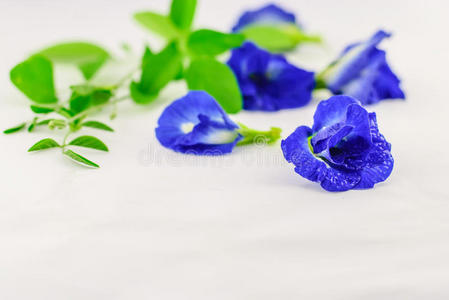 蓝蝴蝶豌豆花
