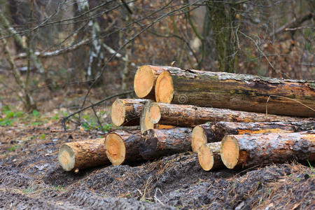 自然 戒指 射线 堆栈 森林 树干 风景 树桩 环境 森林砍伐