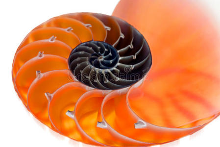 磨光 美女 鹦鹉螺 海的 艺术 曲线 完美 生物学 无脊椎动物