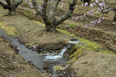 水田