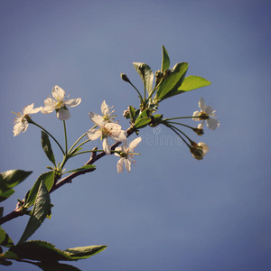 苹果树花