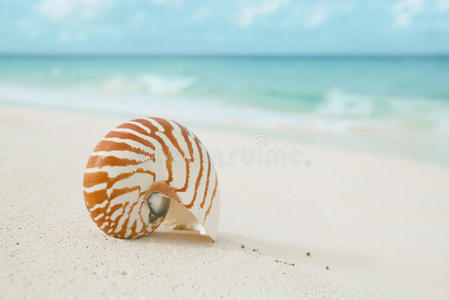 鹦鹉螺贝壳在白色沙滩上，抵御海浪