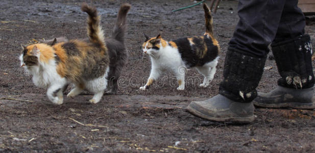 猫尾巴草图片