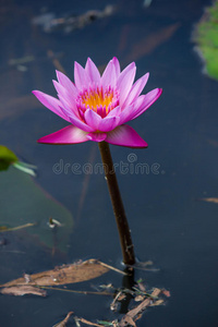 植物区系 紫色 莲花 树叶 粉红色 睡莲属 自然 公园 花瓣