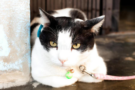 泰国猫被绑在房子前面。