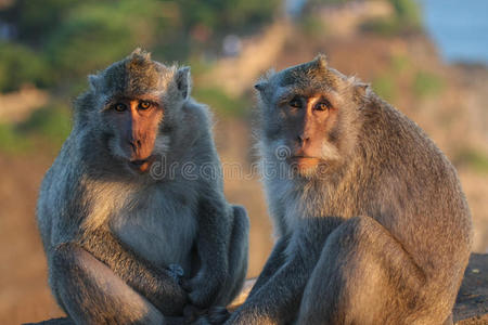 眼睛 栖息地 领域 颜色 亚洲 毛皮 束核 可爱的 猕猴