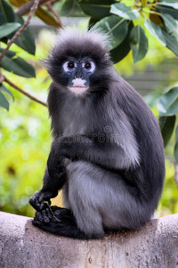 dusky leaf monkey，trachypithecus obscurus，