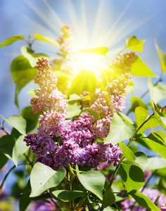 生长 春天 紫色 阳光 盛开 夏天 植物 丁香花 开花 太阳