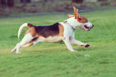 小猎犬