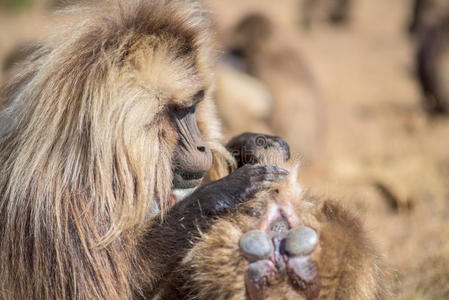 冈格拉杰拉达狒狒寻找跳蚤照片