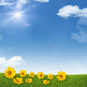 天空 向日葵 太阳 草地 领域 射线 阳光 发光 草坪