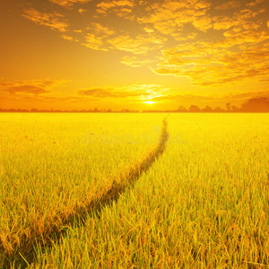 平原稻田背景是黄色的稻田和夕阳照片