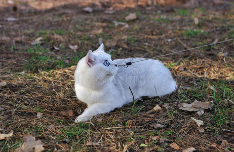 英国钦奇拉猫坐在草地上