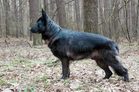 狗，德国牧羊人站在森林前面