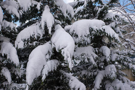 白雪皑皑的树枝