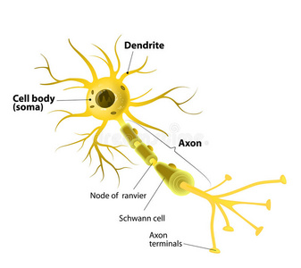 髓鞘 神经 发动机 神经病学 人类 照顾 节点 细胞 身体