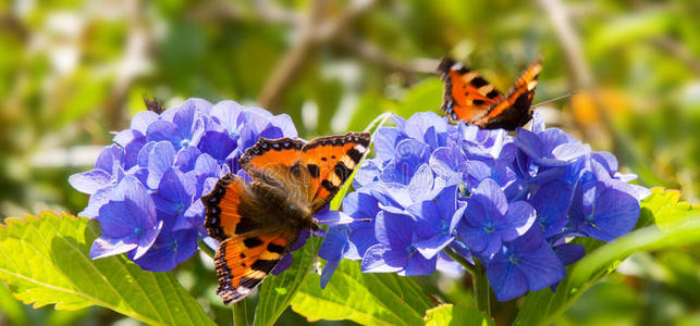蓝色绣球花和五颜六色的蝴蝶。