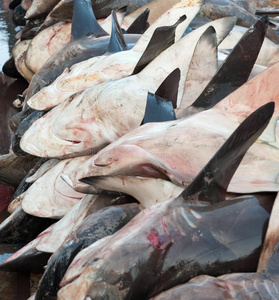 鱼市场上死鲨鱼