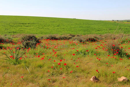 天堂 银莲花 树叶 以色列 美丽的 领域 环境 沙漠 自由