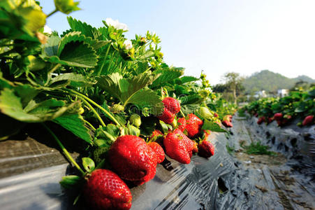 培养 植物 花园 领域 天空 阳光 自然 浆果 农田 草莓