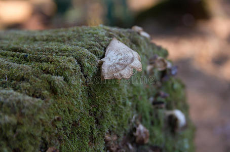 木材 森林 地面 特写镜头 伍兹 木耳 美丽的 季节 蘑菇