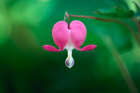 流血的心花流血的心花-仙人掌现代时尚花饰的无缝背