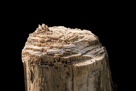 硬木 树皮 环境 古老的 森林 材料 树干 戒指 破裂 自然